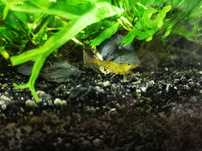 Caridinas orange tiger