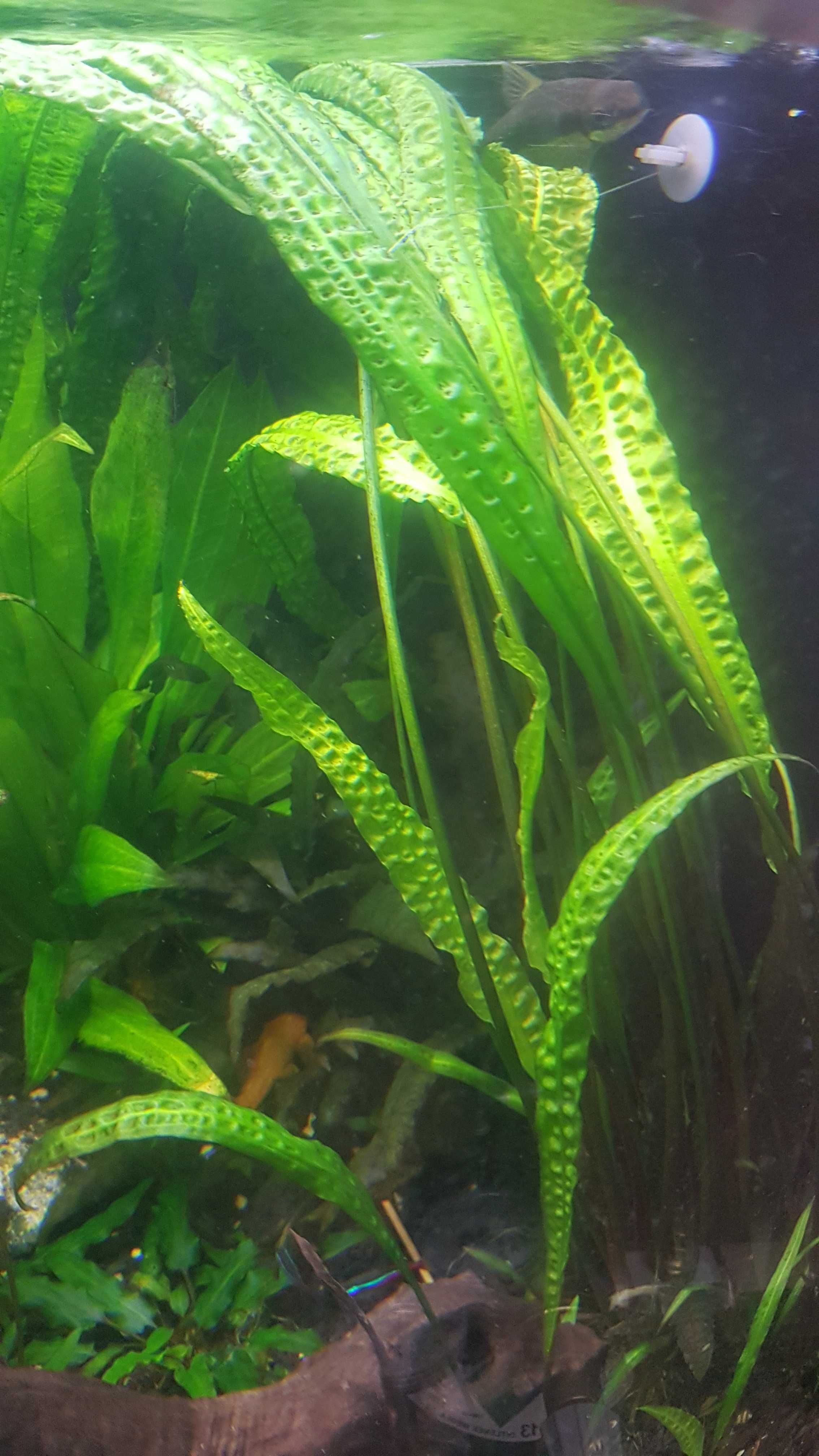 Cryptocoryne balansae karbowana i cryptocoryne wendtii