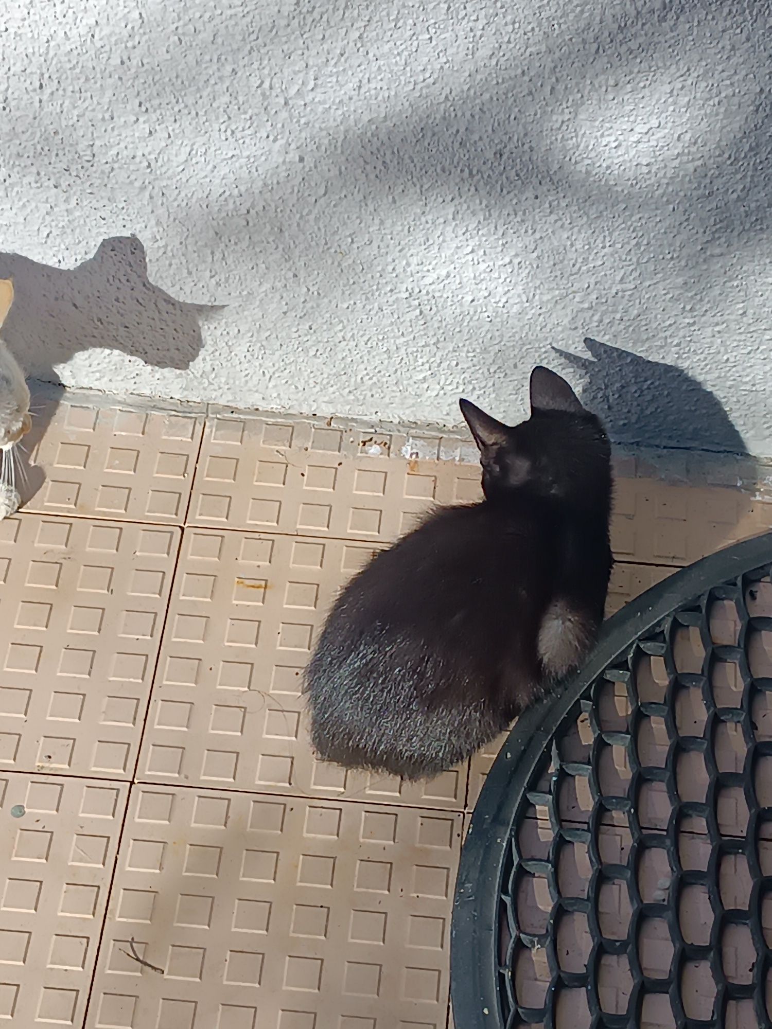 Gatinhos - para Adoção Responsável