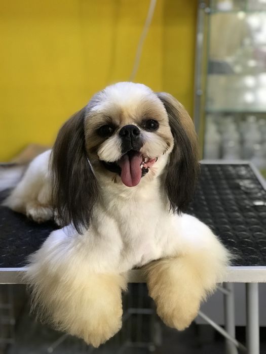 Ши-тцу. КСУ FCI. Вязка.