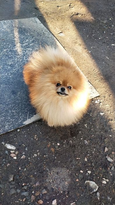 Вязка, померанский шпиц