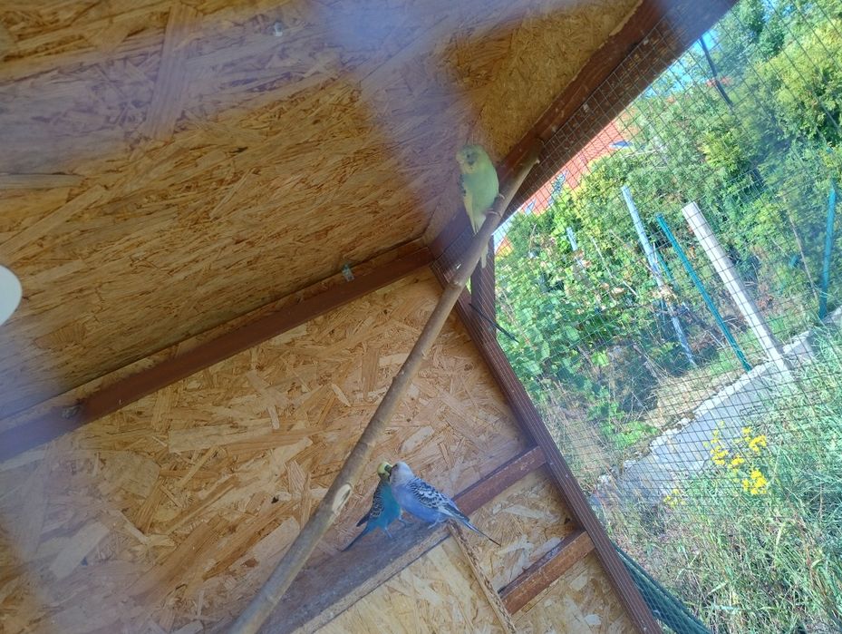 Papużki faliste żółtozielone