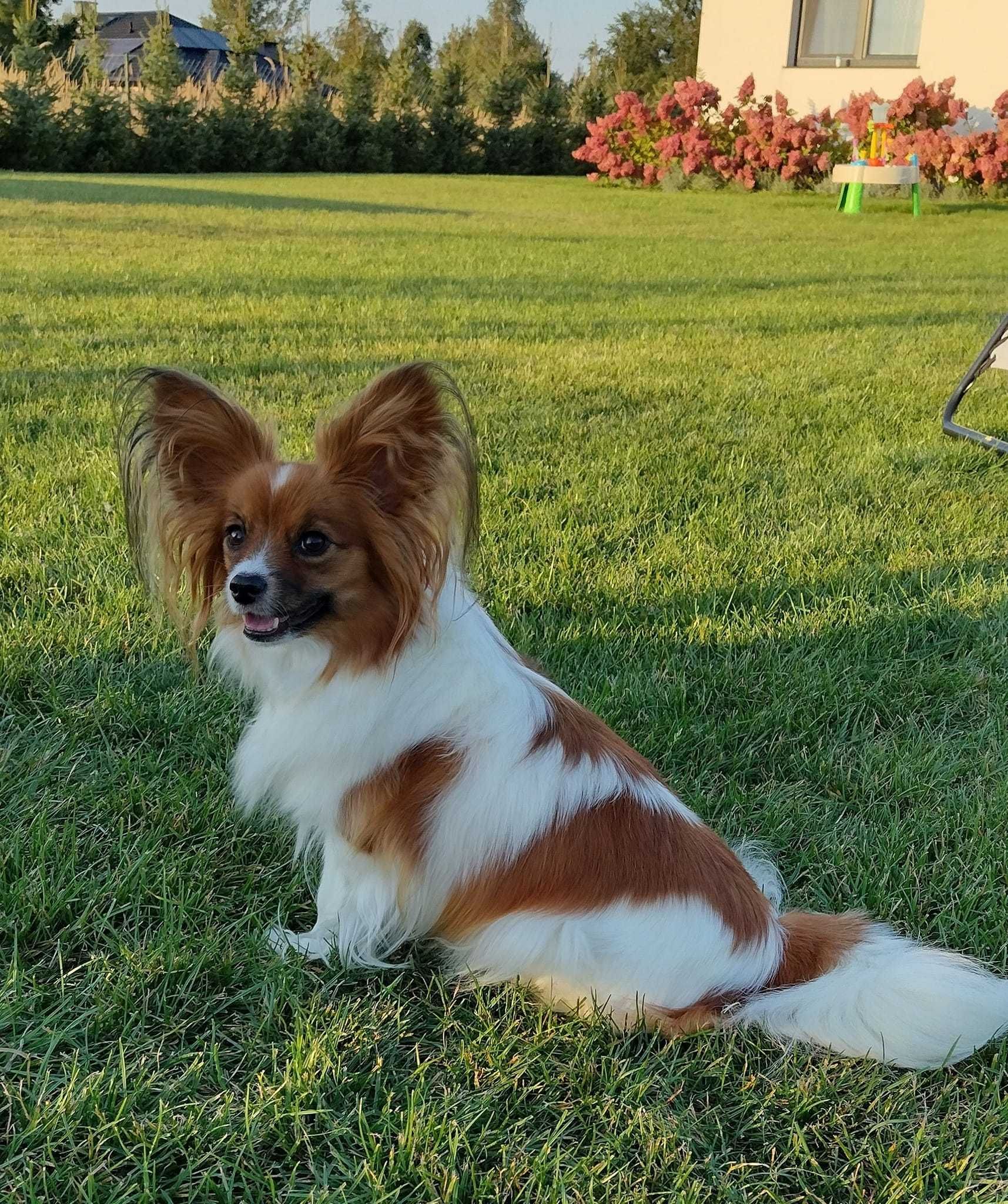 Papillon piesek FCI