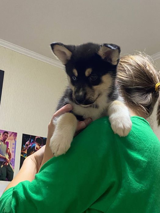 Отдам щенков хаски в хорошие руки! Не на привязь