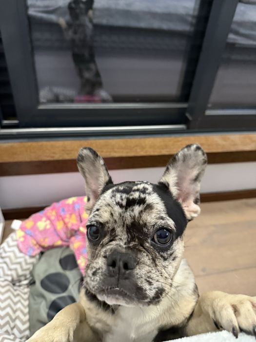 bulldog frances exotic