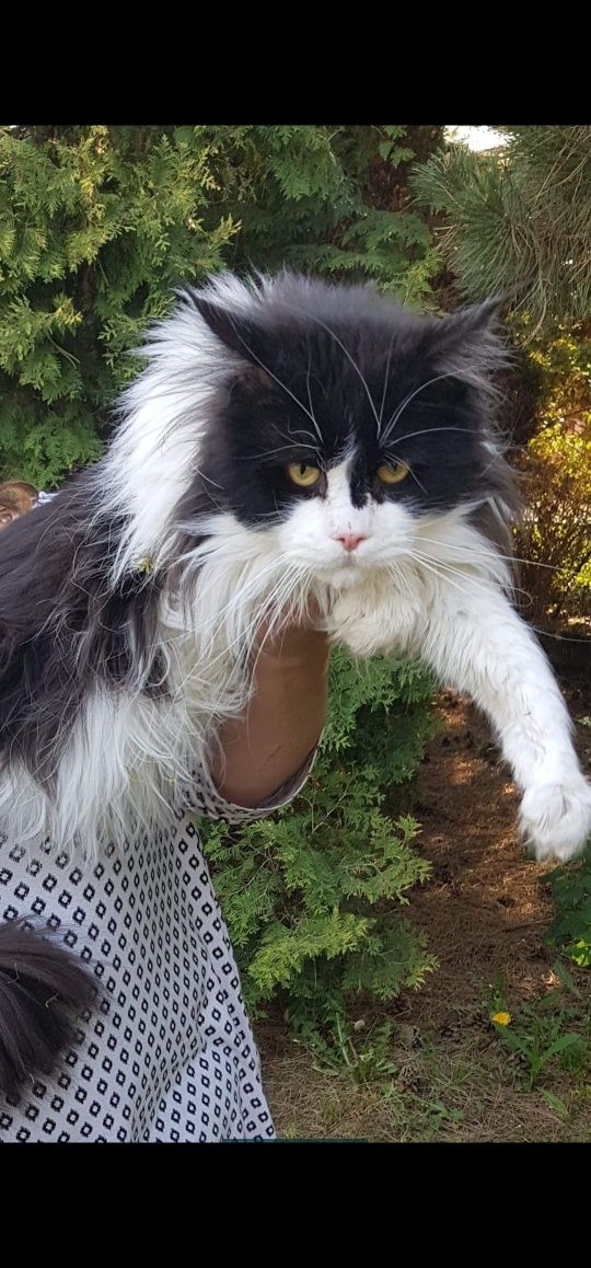 Maine coon Kocur kocurek kocięta