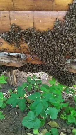 Бджолопакети ,матки 2022 року