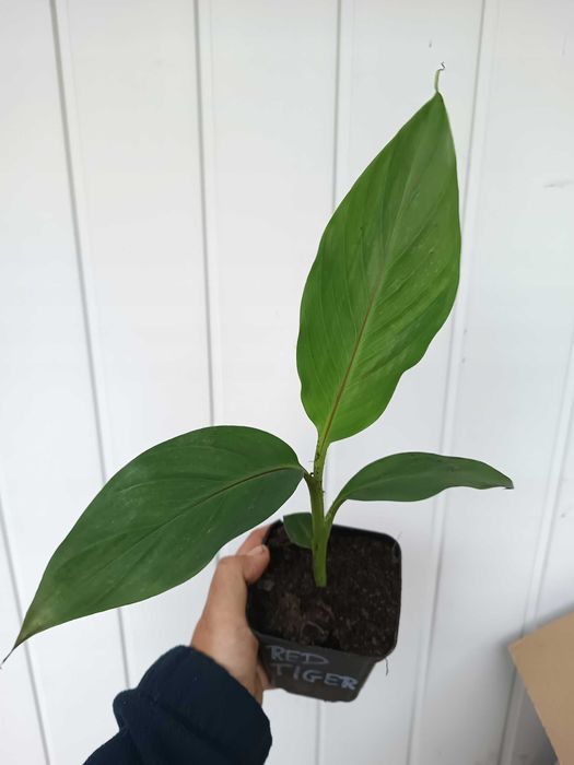 Bananowiec MUSA SIKKIMENSIS RED TIGER sadzonka P9 banan 20CM