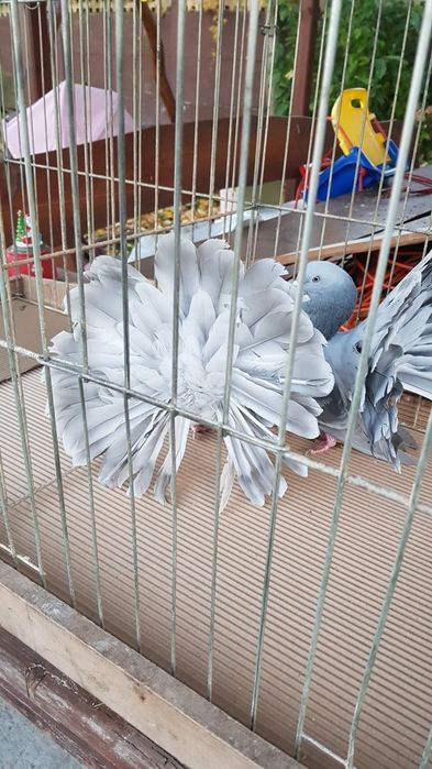 Gołębie Pawiki srebrne para