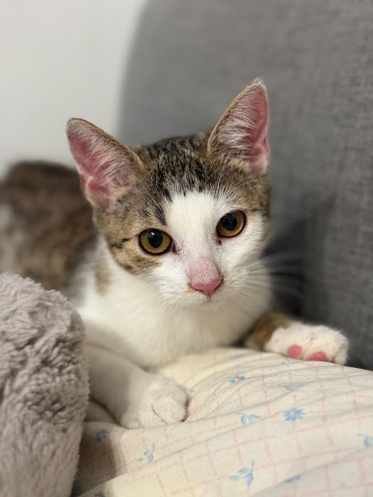 Mała kotka Madzia szuka domu