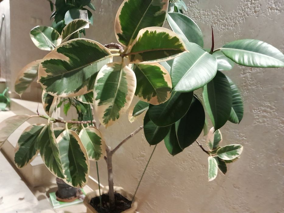 Фікус каучуконосний Еластіка з біло-зеленим листям