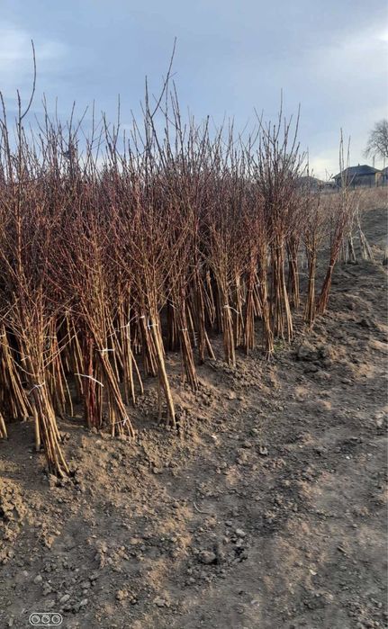 Саджанці абрикосу "Харгранд" / Саженцы плодовых деревьев