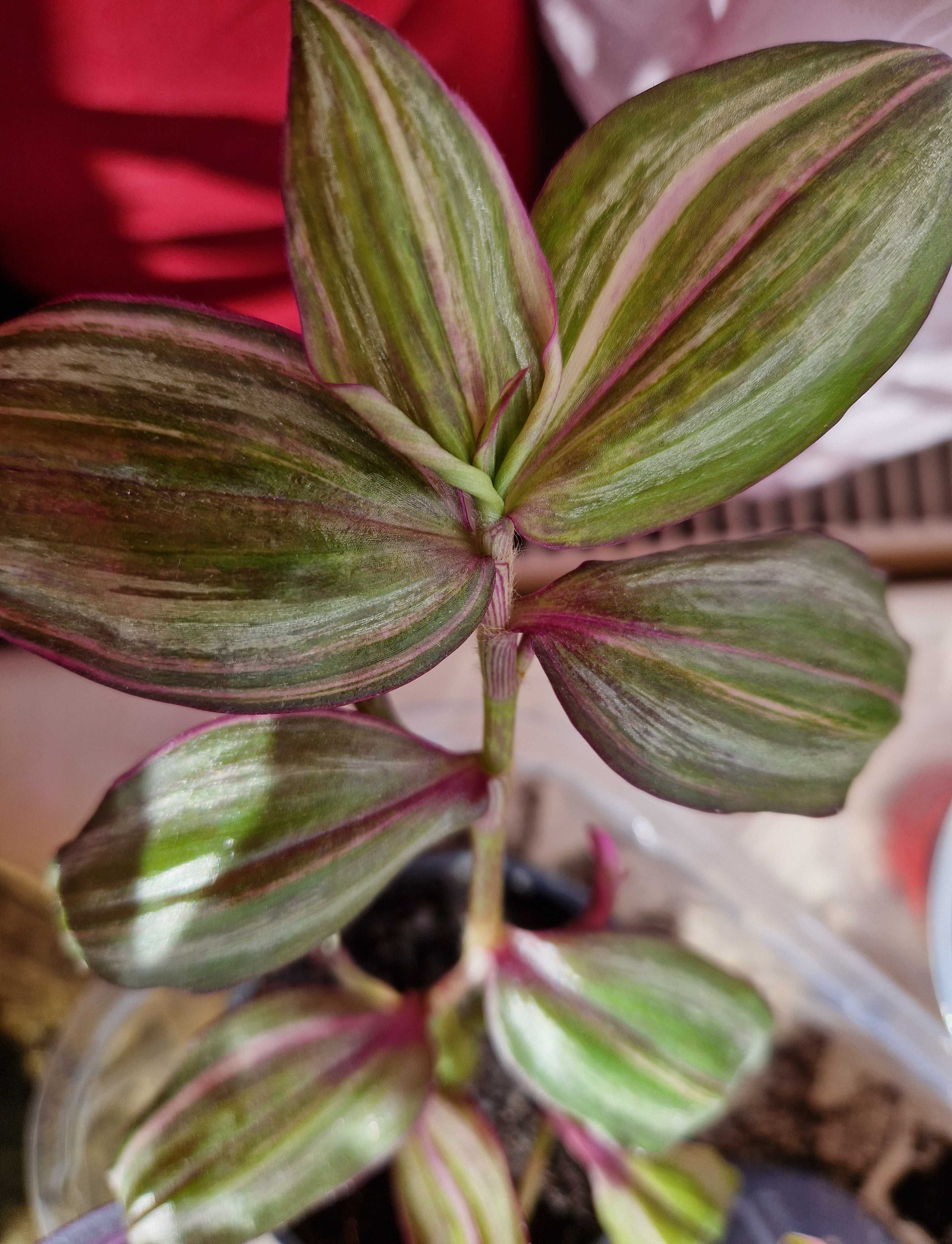 Tradescantia zebrina 'Discolor Multicolor'