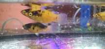 bumble bee platka