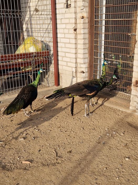 Sprzedam pawie zielone imperatory