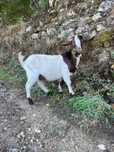 Cabrito boer X marciana