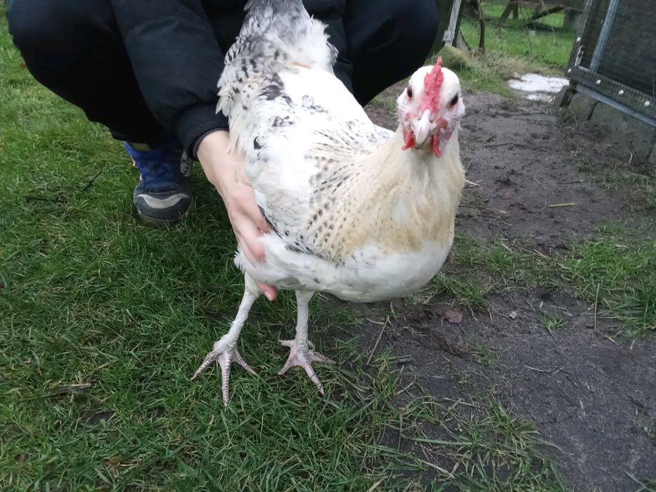 Sprzedam młode koguty mix