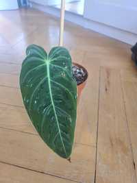 Philodendron melanochrysum