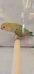 Agapornis bebes.