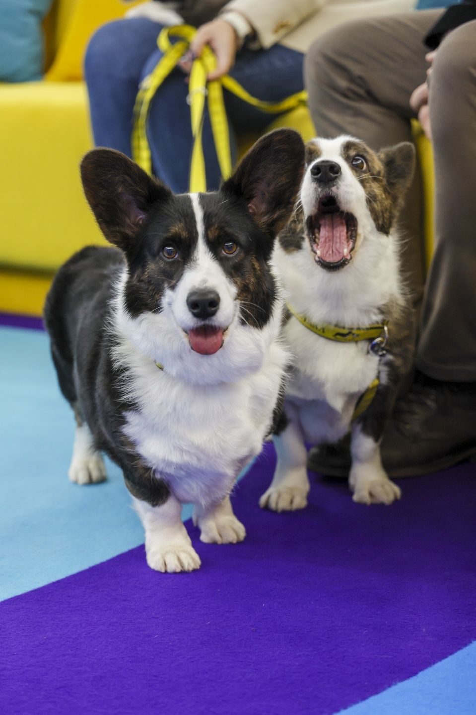 Welsh Corgi miot odbiór wrzesień/październik 2025!