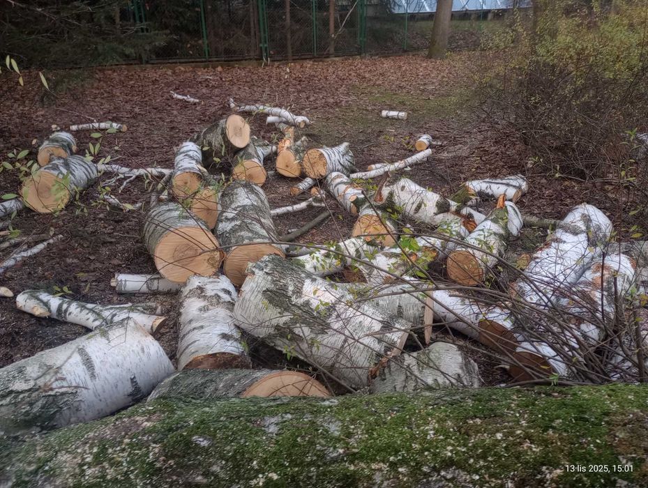 Drzewo opałowe drewno