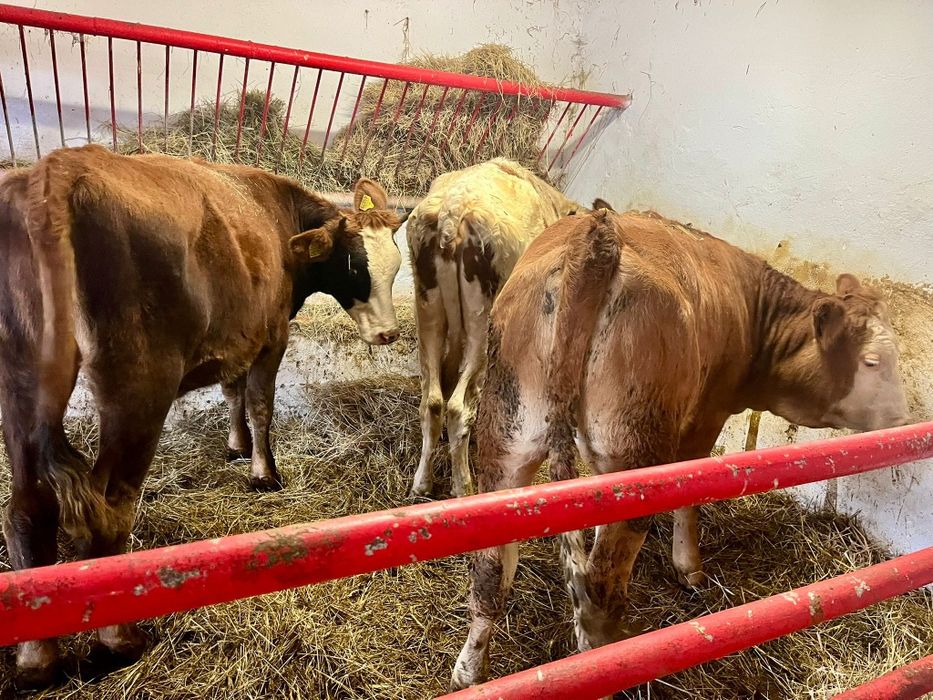 4 jałówki 2 byki Polskie