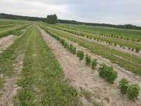 Ziemia rolna 3,20 ha.