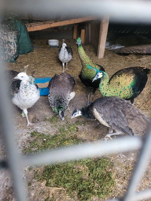 Sprzedam piękne pawie