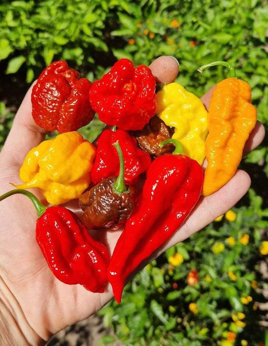 Семена Острый перец Carolina Reaper,Scorpion,Bhut Jolokia,Ghost Peach