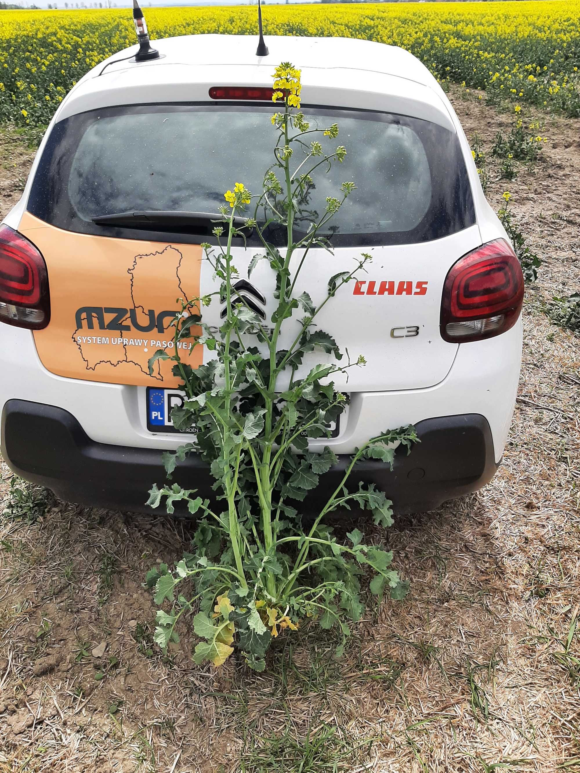 Usługa siewu pasowego zbóż jarych, soi, rzepaku,bezorkowo (Strip-till)