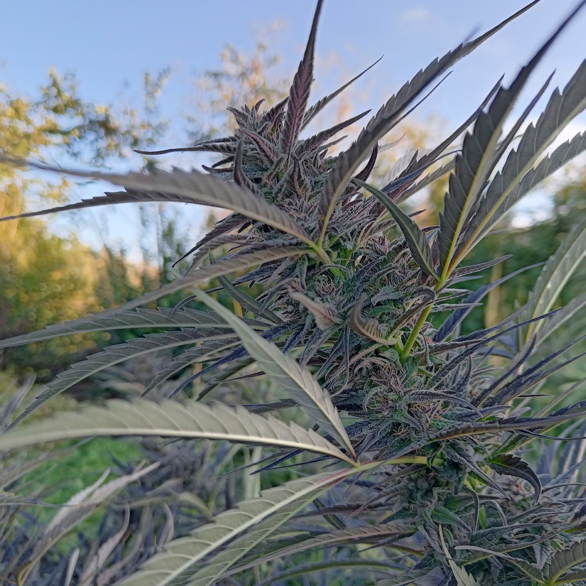 1 kg suszu konopi zawierającwgo CBDV i CBD