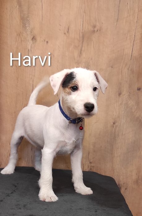 Parson Russell Terrier