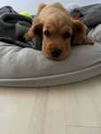 Cocker Spaniel angielski