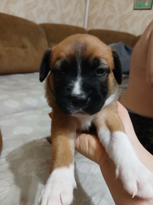 Метиси Стафа і Пітбульки