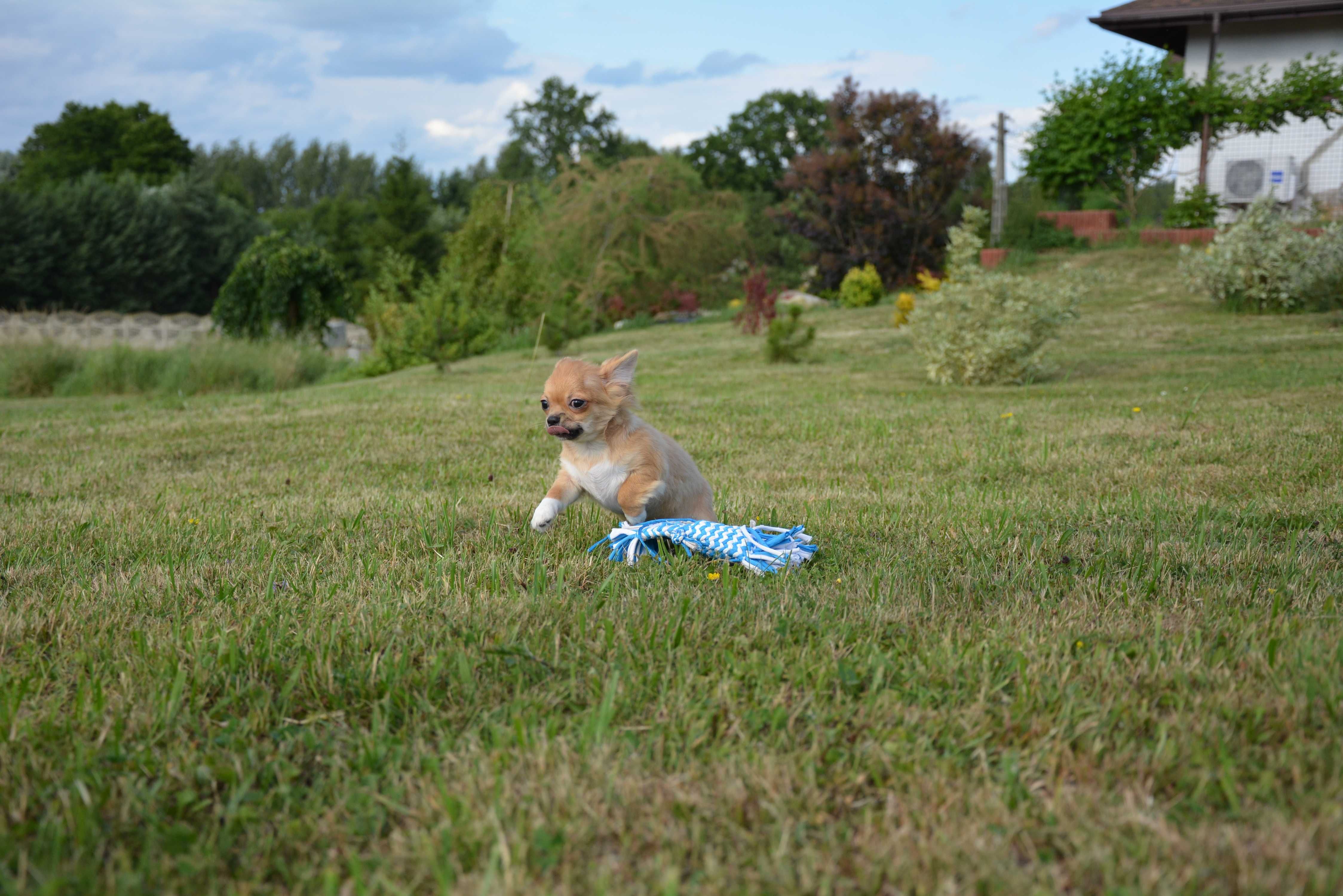 chihuahua chłopak długowłosy ZKwP FCI