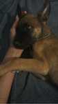 Cachorro macho 2 meses