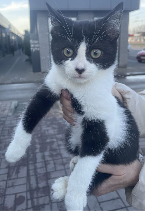 Кошенята   в  добрі руки