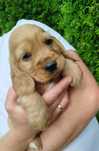Piękny  Cocer Spaniel z rodowodem