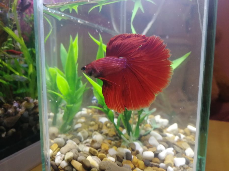 Червона Рибка Півник Betta Halfmoon red. Халф мун. Напівмісяць