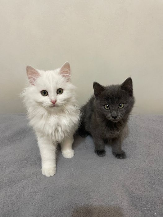 Безпритульні котики