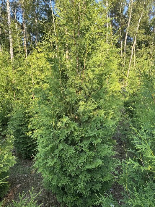 Thuja Brabant Tuja 2-3m Transport Sadzenie