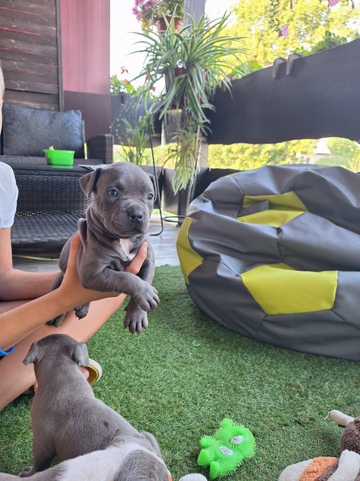 Amstaff Blue chłopiec