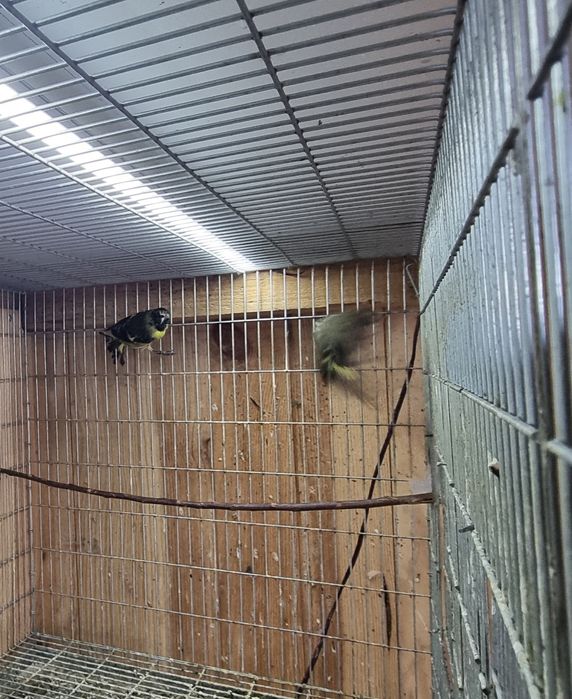 Casal de megellancias e casal de cardinalitos