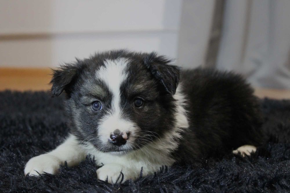 Border Collie suczka czarno biała