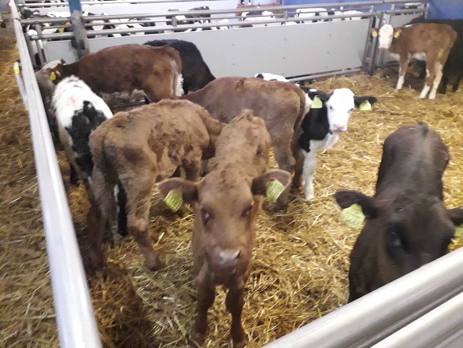 Cielęta, cielaki, byczki oraz jałówki mięsne, MM,MS,HF transport