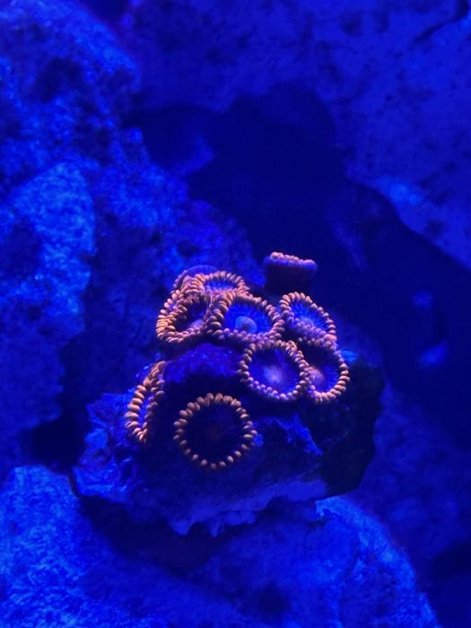 Zoanthus fire and ice zoa koralowce morskie