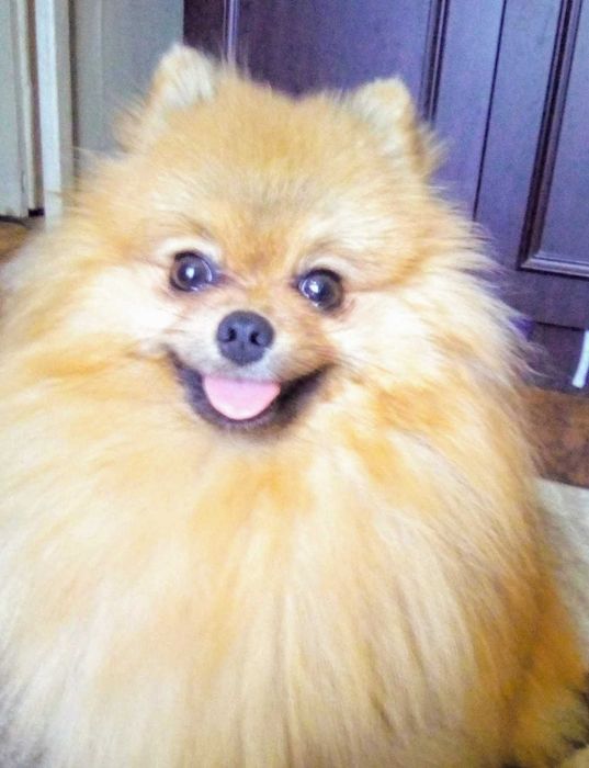 Вязка померанский шпиц