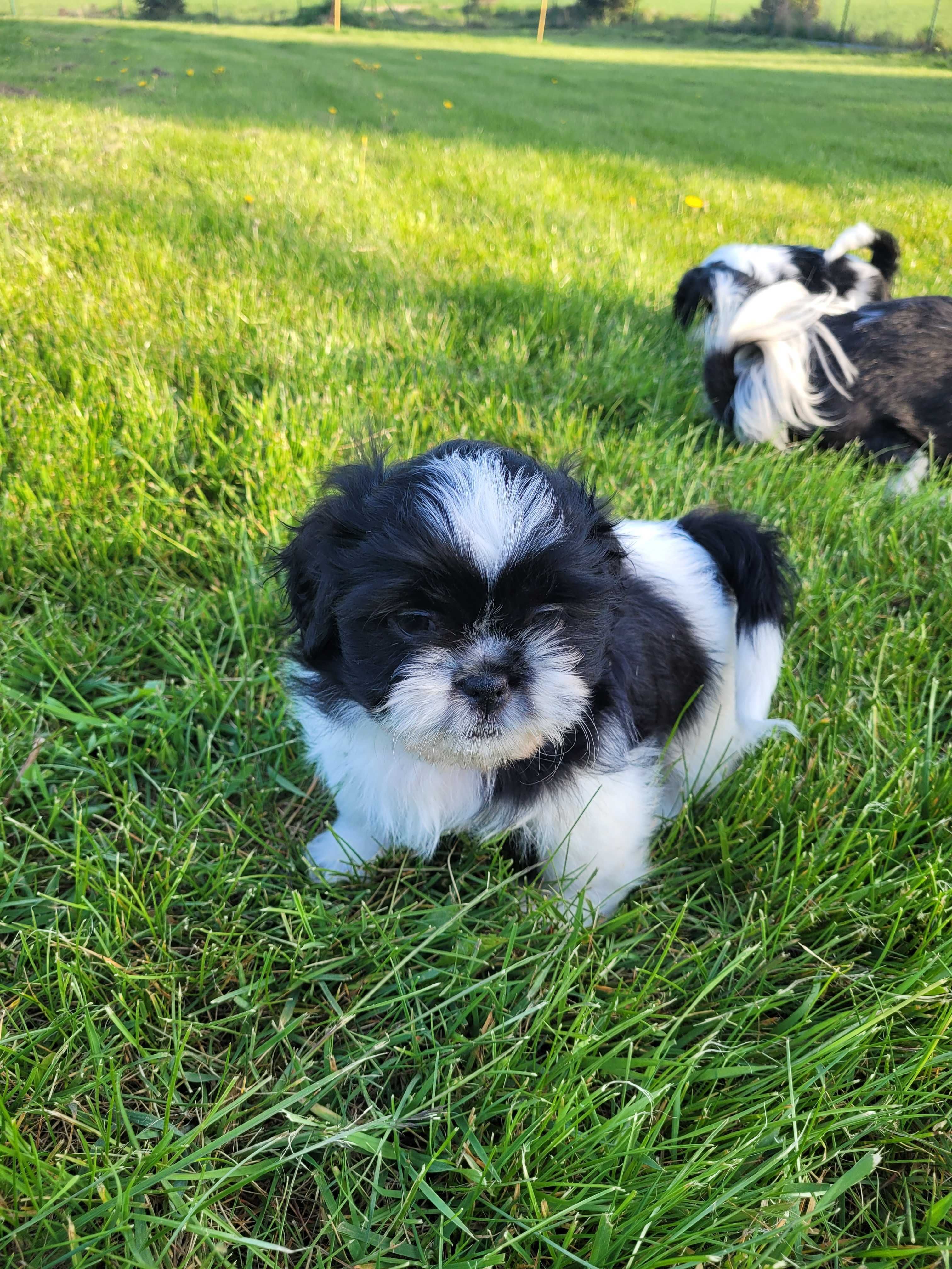 Szczenię shih tzu