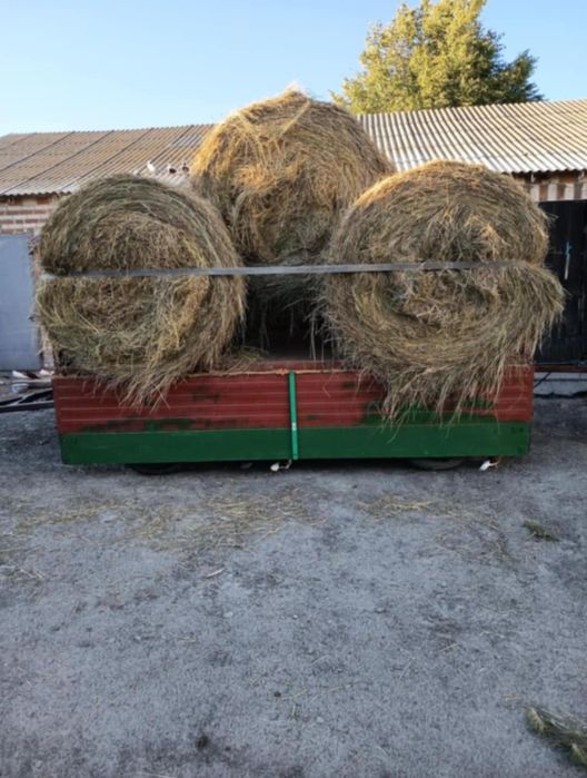 Siano w belach z pierwszego pokosu.