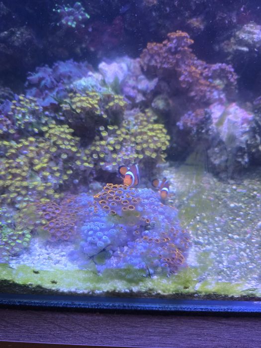 Akwarium morskie życie